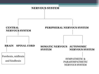 NERVOUS SYSTEM CENTRAL NERVOUS SYSTEM PERIPHERAL NERVOUS SYSTEM BRAIN SPINAL CORD SOMATIC NERVOUS SYSTEM AUTONOMIC NERVOUS SYSTEM SYMPATHETIC & PARASYMPATHETIC NERVOUS SYSTEM Forebrain, midbrain and hindbrain 