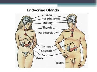 Endocrine Glands 