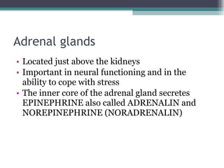 Adrenal glands Located just above the kidneys Important in neural functioning and in the ability to cope with stress The inner core of the adrenal gland secretes EPINEPHRINE also called ADRENALIN and NOREPINEPHRINE (NORADRENALIN) 