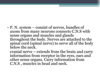 P. N. system – consist of nerves, bundles of axons from many neurons connects C.N.S with sense organs and muscles and glands throughout the body. Nerves are attached to the spinal cord (spinal nerve) to serve all of the body below the neck. cranial nerve – extends from the brain and carry information from receptor in the eyes, ears and other sense organs. Carry information from C.N.S , muscles in head and neck.  