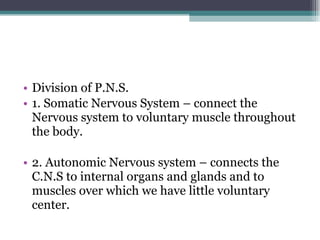 Division of P.N.S. 1. Somatic Nervous System – connect the Nervous system to voluntary muscle throughout the body. 2. Autonomic Nervous system – connects the C.N.S to internal organs and glands and to muscles over which we have little voluntary center. 