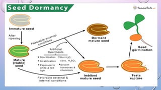 PHYSIOLOGICAL BASIS OF SEED DORMANCY AND ITS REGULATION.pptx