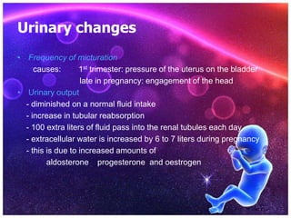 Urinary changes
• Frequency of micturation
causes: 1st trimester: pressure of the uterus on the bladder
late in pregnancy: engagement of the head
• Urinary output
- diminished on a normal fluid intake
- increase in tubular reabsorption
- 100 extra liters of fluid pass into the renal tubules each day
- extracellular water is increased by 6 to 7 liters during pregnancy
- this is due to increased amounts of
aldosterone progesterone and oestrogen
 