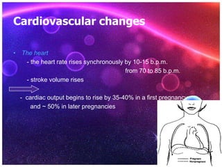 Cardiovascular changes
• The heart
- the heart rate rises synchronously by 10-15 b.p.m.
from 70 to 85 b.p.m.
- stroke volume rises
- cardiac output begins to rise by 35-40% in a first pregnancy
and ~ 50% in later pregnancies
 