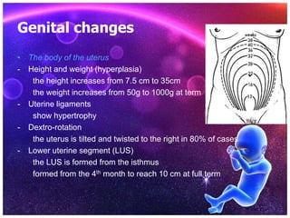 Genital changes
• The body of the uterus
- Height and weight (hyperplasia)
the height increases from 7.5 cm to 35cm
the weight increases from 50g to 1000g at term
- Uterine ligaments
show hypertrophy
- Dextro-rotation
the uterus is tilted and twisted to the right in 80% of cases
- Lower uterine segment (LUS)
the LUS is formed from the isthmus
formed from the 4th month to reach 10 cm at full term
 