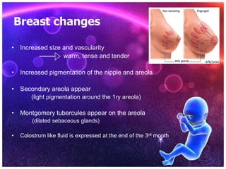 Breast changes
• Increased size and vascularity
warm, tense and tender
• Increased pigmentation of the nipple and areola
• Secondary areola appear
(light pigmentation around the 1ry areola)
• Montgomery tubercules appear on the areola
(dilated sebaceous glands)
• Colostrum like fluid is expressed at the end of the 3rd month
 