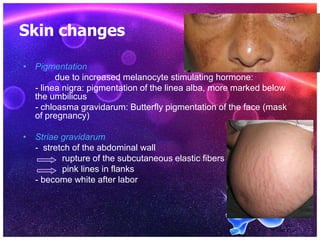 Skin changes
• Pigmentation
due to increased melanocyte stimulating hormone:
- linea nigra: pigmentation of the linea alba, more marked below
the umbilicus
- chloasma gravidarum: Butterfly pigmentation of the face (mask
of pregnancy)
• Striae gravidarum
- stretch of the abdominal wall
rupture of the subcutaneous elastic fibers
pink lines in flanks
- become white after labor
 
