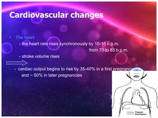 Cardiovascular changes

• The heart
   - the heart rate rises synchronously by 10-15 b.p.m.
                              ...