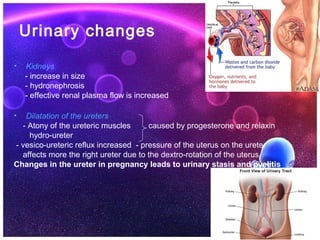 Physiological changes during pregnancy | PPT