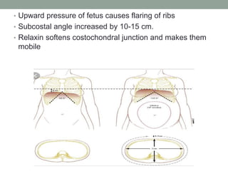 • Upward pressure of fetus causes flaring of ribs
• Subcostal angle increased by 10-15 cm.
• Relaxin softens costochondral junction and makes them
mobile
 