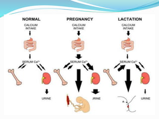 Physiological changes during pregnancy | PPTX