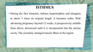 ISTHMUS
• During the first trimester, isthmus hypertrophies and elongates
to about 3 times its original length. It becomes softer. With
advancing pregnancy beyond 12 weeks, it progressively unfolds
from above, downward until it is incorporated into the uterine
cavity. The circularly arranged muscle fibers in the region.
 