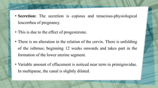 • Secretion: The secretion is copious and tenacious-physiological
leucorrhea of pregnancy.
• This is due to the effect of progesterone.
• There is no alteration in the relation of the cervix. There is unfolding
of the isthmus; beginning 12 weeks onwards and takes part in the
formation of the lower uterine segment.
• Variable amount of effacement is noticed near term in primigravidae.
In multiparae, the canal is slightly dilated.
 