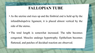 FALLOPIAN TUBE
• As the uterine end rises up and the fimbrial end is held up by the
infundibulopelvic ligament, it is placed almost vertical by the
side of the uterus.
• The total length is somewhat increased. The tube becomes
congested. Muscles undergo hypertrophy. Epithelium becomes
flattened, and patches of decidual reaction are observed.
 