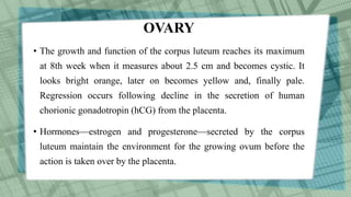 OVARY
• The growth and function of the corpus luteum reaches its maximum
at 8th week when it measures about 2.5 cm and becomes cystic. It
looks bright orange, later on becomes yellow and, finally pale.
Regression occurs following decline in the secretion of human
chorionic gonadotropin (hCG) from the placenta.
• Hormones—estrogen and progesterone—secreted by the corpus
luteum maintain the environment for the growing ovum before the
action is taken over by the placenta.
 
