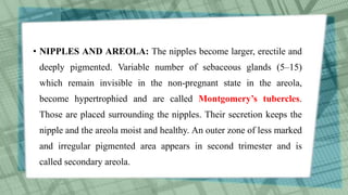 • NIPPLES AND AREOLA: The nipples become larger, erectile and
deeply pigmented. Variable number of sebaceous glands (5–15)
which remain invisible in the non-pregnant state in the areola,
become hypertrophied and are called Montgomery’s tubercles.
Those are placed surrounding the nipples. Their secretion keeps the
nipple and the areola moist and healthy. An outer zone of less marked
and irregular pigmented area appears in second trimester and is
called secondary areola.
 