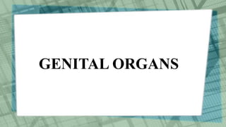 GENITAL ORGANS
 