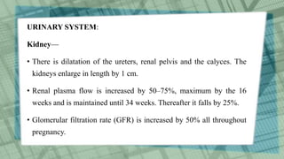 URINARY SYSTEM:
Kidney—
• There is dilatation of the ureters, renal pelvis and the calyces. The
kidneys enlarge in length by 1 cm.
• Renal plasma flow is increased by 50–75%, maximum by the 16
weeks and is maintained until 34 weeks. Thereafter it falls by 25%.
• Glomerular filtration rate (GFR) is increased by 50% all throughout
pregnancy.
 