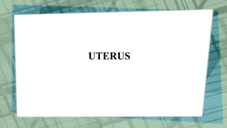 UTERUS
 