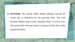 2) Stretching: The muscle fibers further elongate beyond 20
weeks due to distension by the growing fetus. The wall
becomes thinner and, at term, measures about 1.5 cm or less.
The uterus feels soft and elastic in contrast to firm feel of the
nongravid uterus.
 