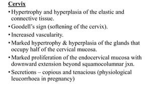 Cervix
•Hypertrophy and hyperplasia of the elastic and
connective tissue.
•Goodell’s sign (softening of the cervix).
•Increased vascularity.
•Marked hypertrophy & hyperplasia of the glands that
occupy half of the cervical mucosa.
•Marked proliferation of the endocervical mucosa with
downward extension beyond squamocolumnar jxn.
•Secretions – copious and tenacious (physiological
leucorrhoea in pregnancy)
 