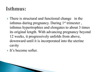  There is structural and functional change in the
isthmus during pregnancy. During 1st trimester ,
isthmus hypertrophies and elongates to about 3 times
its original length. With advancing pregnancy beyond
12 weeks, it progressively unfolds from above,
downward until it is incorporated into the uterine
cavity
 It’s become softer.
 