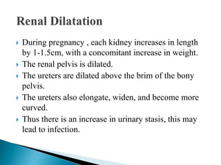  During pregnancy , each kidney increases in length
by 1-1.5cm, with a concomitant increase in weight.
 The renal pelvis is dilated.
 The ureters are dilated above the brim of the bony
pelvis.
 The ureters also elongate, widen, and become more
curved.
 Thus there is an increase in urinary stasis, this may
lead to infection.
 