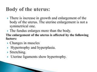  There is increase in growth and enlargement of the
body of the uterus. The uterine enlargement is not a
symmetrical one.
 The fundus enlarges more than the body.
The enlargement of the uterus is affected by the following
factors:
 Changes in muscles
 Hypertrophy and hyperplasia.
 Stretching.
 Uterine ligaments show hypertrophy.
 
