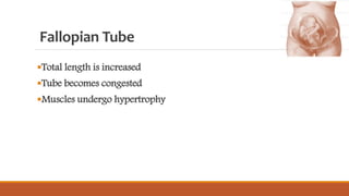 Fallopian Tube
Total length is increased
Tube becomes congested
Muscles undergo hypertrophy
 