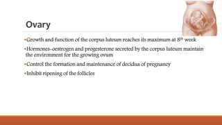 Ovary
Growth and function of the corpus luteum reaches its maximum at 8th week
Hormones-oestrogen and progesterone secreted by the corpus luteum maintain
the environment for the growing ovum
Control the formation and maintenance of decidua of pregnancy
Inhibit ripening of the follicles
 