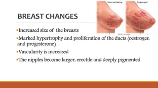 BREAST CHANGES
Increased size of the breasts
Marked hypertrophy and proliferation of the ducts (oestrogen
and progesterone)
Vascularity is increased
The nipples become larger, erectile and deeply pigmented
 