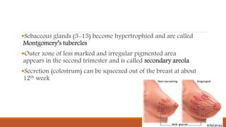 Sebaceous glands (5-15) become hypertrophied and are called
Montgomery’s tubercles
Outer zone of less marked and irregular pigmented area
appears in the second trimester and is called secondary areola
Secretion (colostrum) can be squeezed out of the breast at about
12th week
 