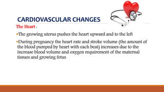 CARDIOVASCULAR CHANGES
The Heart :
The growing uterus pushes the heart upward and to the left
During pregnancy the heart rate and stroke volume (the amount of
the blood pumped by heart with each beat) increases due to the
increase blood volume and oxygen requirement of the maternal
tissues and growing fetus
 