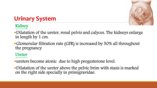 Urinary System
Kidney
Dilatation of the ureter, renal pelvis and calyces. The kidneys enlarge
in length by 1 cm.
Glomerular filtration rate (GFR) is increased by 50% all throughout
the pregnancy
Ureter
ureters become atonic due to high progesterone level.
Dilatation of the ureter above the pelvic brim with stasis is marked
on the right side specially in primigravidae.
 