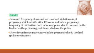 •Bladder
Increased frequency of micturition is noticed at 6-8 weeks of
pregnancy which subside after 12 weeks and In late pregnancy,
frequency of micturition once more reappears due to pressure on the
bladder as the presenting part descends down the pelvis.
 Stress incontinence may observe in late pregnancy due to urethral
sphincter weakness
 