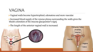 VAGINA
Vaginal walls become hypertrophied, edematous and more vascular.
Increased blood supply of the venous plexus surrounding the walls gives the
bluish coloration of the mucosa (Jacquemier’s sign)
The length of the anterior vaginal wall is increased.
 