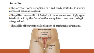 Secretion:
The secretion becomes copious, thin and curdy white due to marked
exfoliated cells and bacteria.
The pH becomes acidic (3.5–6) due to more conversion of glycogen
into lactic acid by the Lactobacillus acidophilus consequent on high
estrogen level.
The acidic pH prevents multiplication of pathogenic organisms.
 