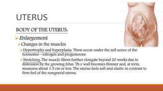 UTERUS
BODY OF THE UTERUS:
Enlargement:
Changes in the muscles
Hypertrophy and hyperplasia: These occur under the infl uence of the
hormones—estrogen and progesterone
Stretching: The muscle fibers further elongate beyond 20 weeks due to
distension by the growing fetus. Th e wall becomes thinner and, at term,
measures about 1.5 cm or less. The uterus feels soft and elastic in contrast to
firm feel of the nongravid uterus.
 