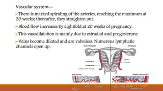 Vascular system—
There is marked spiraling of the arteries, reaching the maximum at
20 weeks; thereafter, they straighten out.
Blood flow increases by eightfold at 20 weeks of pregnancy.
This vasodilatation is mainly due to estradiol and progesterone.
Veins become dilated and are valveless. Numerous lymphatic
channels open up.
 