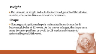 Weight:
The increase in weight is due to the increased growth of the uterine
muscles, connective tissues and vascular channels.
Shape
Nonpregnant pyriform shape is maintained in early months. It
becomes globular at 12 weeks. As the uterus enlarges, the shape once
more becomes pyriform or ovoid by 28 weeks and changes to
spherical beyond 36th week.
 