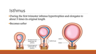 Isthmus
During the first trimester isthmus hypertrophies and elongates to
about 3 times its original length
Becomes softer
 