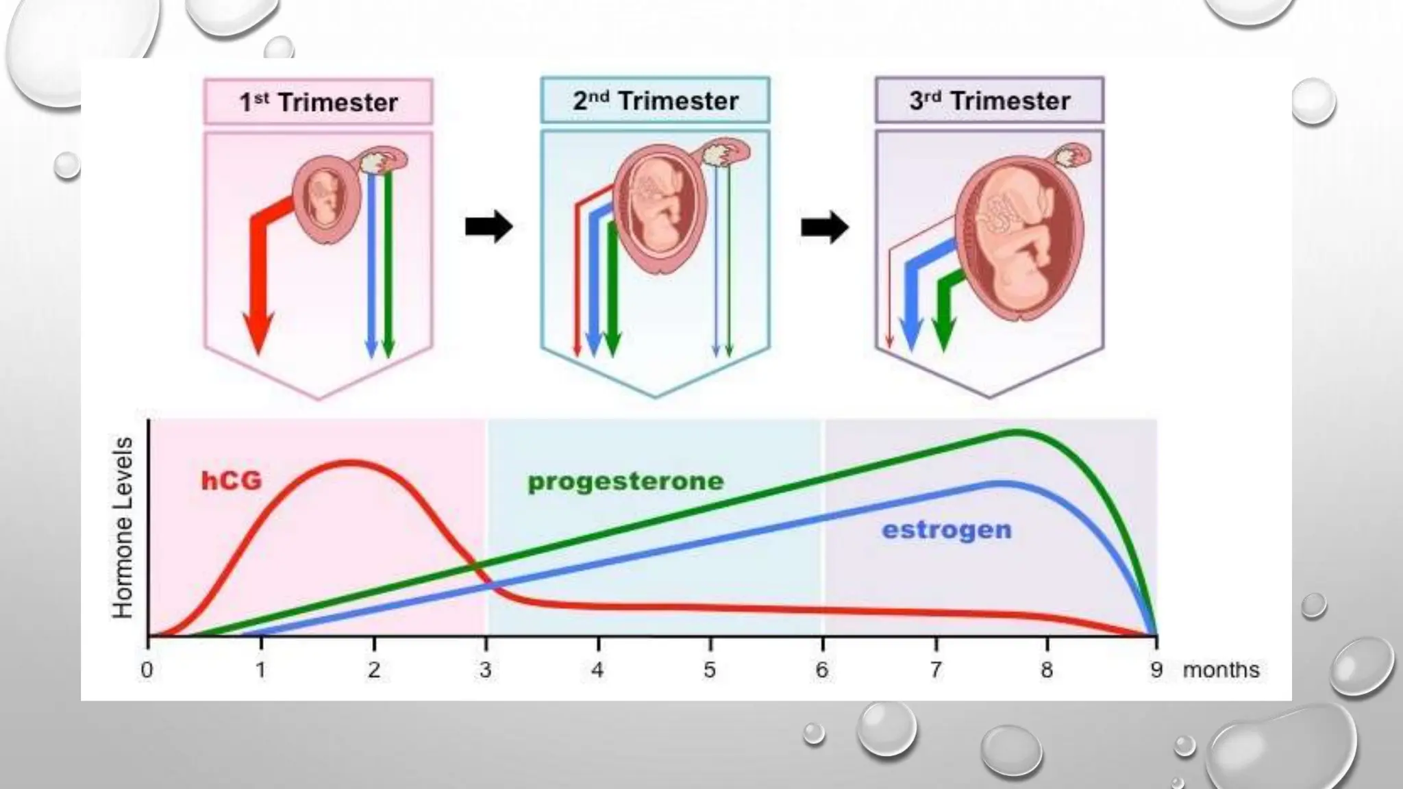 Physiological changes during pregnancy in the reproductive system.pptx