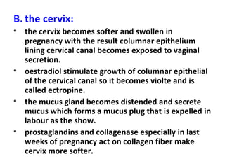 B. the cervix:
• the cervix becomes softer and swollen in
pregnancy with the result columnar epithelium
lining cervical canal becomes exposed to vaginal
secretion.
• oestradiol stimulate growth of columnar epithelial
of the cervical canal so it becomes violte and is
called ectropine.
• the mucus gland becomes distended and secrete
mucus which forms a mucus plug that is expelled in
labour as the show.
• prostaglandins and collagenase especially in last
weeks of pregnancy act on collagen fiber make
cervix more softer.
 