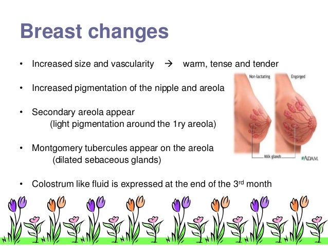 areola breast changes in early pregnancy pictures areola breast changes in early pregnancy pictures