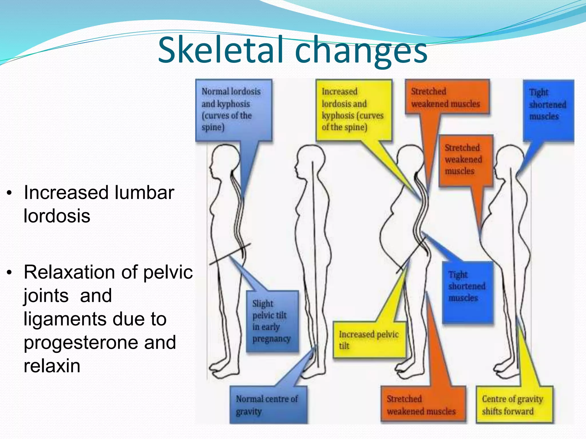 Physiological changes in pregnancy | PPTX
