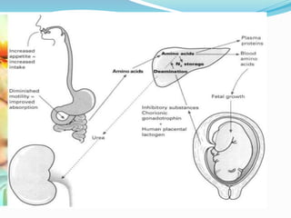Physiological changes in pregnancy | PPTX