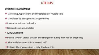 UTERUS
UTERINE ENLARGEMENT
 stretching ,hypertrophy and hyperplasia of muscle cells
 stimulated by estrogen and progesterone
it occurs maximum in fundus
Fibrous tissue accumulates
• MYOMETRIUM
muscle layer of uterus thicken and strengthen during first half of pregnancy
 Gradually becomes thin in second half.
By term, the myometrium is only 1 to 2cm thin.
 