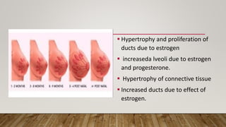  Hypertrophy and proliferation of
ducts due to estrogen
 increaseda lveoli due to estrogen
and progesterone.
 Hypertrophy of connective tissue
 Increased ducts due to effect of
estrogen.
 