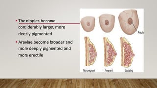  The nipples become
considerably larger, more
deeply pigmented
 Areolae become broader and
more deeply pigmented and
more erectile
 