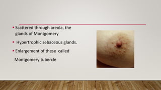  Scattered through areola, the
glands of Montgomery
 Hypertrophic sebaceous glands.
 Enlargement of these called
Montgomery tubercle
 